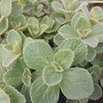 Coleus caninus Leaf