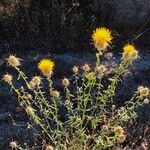 Centaurea ornata Blomma