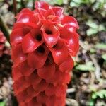 Tapeinochilos ananassae Цветок