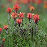 Castilleja parviflora Habitus