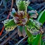 Ferraria ferrariola Lorea