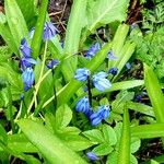 Scilla sibericaÕis