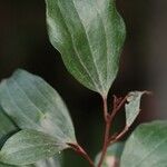 Stenocarpus rubiginosus Hàbitat