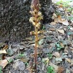 Orobanche hederae Habitat