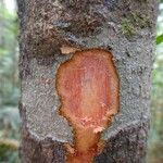 Guioa glauca Corteza