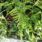 Asparagus umbellatus Leaf