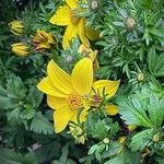 Bidens ferulifolia Egyéb