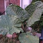 Colocasia gigantea Leaf