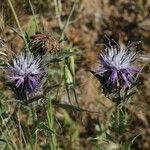 Carthamus caeruleus പുഷ്പം