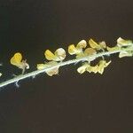 Crotalaria chrysochlora Õis
