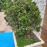 Buxus microphylla 叶