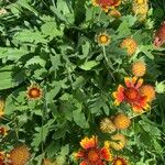 Gaillardia aristataFlower