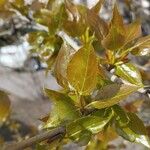 Populus balsamifera 葉