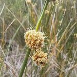 Scirpoides holoschoenus Flower