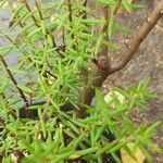 Crassula sarcocaulis Leaf