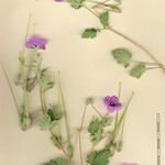 Erodium guttatum Alia