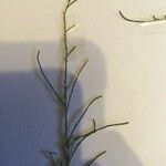 Tamarix aphylla Leaf