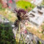Cirsium rivulare Mbuma