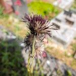 Cirsium rivulare Meyve