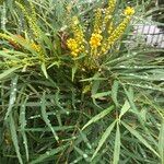 Mahonia fortunei عادت داشتن