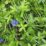 Veronica austriaca Leaf