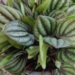 Peperomia argyreia Лист