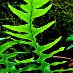 Polypodium vulgare Folha