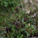 Carex gracilenta Συνήθη χαρακτηριστικά