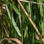 Achillea ptarmica Folha