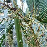 Sabal palmetto 果実