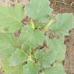 Datura discolor Leaf