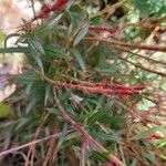 Gaura lindheimeri Sonstige