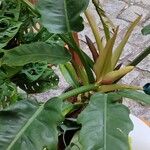 Philodendron bipennifolium Hábito