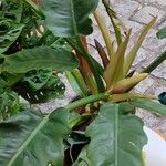 Philodendron bipennifolium ശീലം