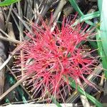 Scadoxus multiflorus 花