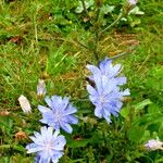 Cichorium intybus 整株植物