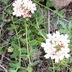 Verbena platensis Flower