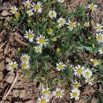 Tripleurospermum maritimum ശീലം