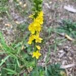 Agrimonia eupatoriaFlower