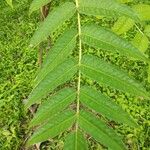 Zanthoxylum ailanthoides Leaf