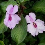 Impatiens flaccida Flor