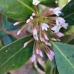 Acokanthera oblongifolia Цвят