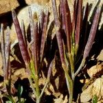 Cardamine resedifolia Vaisius