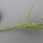 Urochloa panicoides 花