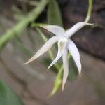 Angraecum sanfordii Flower