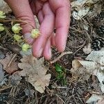 Pyrola chlorantha Flor