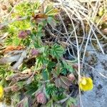 Potentilla brauneana Blad