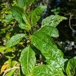 Brugmansia sanguinea Lapas