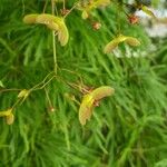 Acer japonicum 果