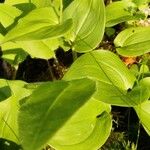 Maianthemum bifolium 葉